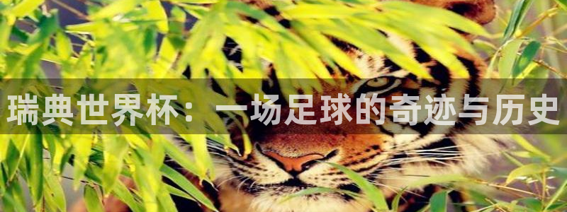 世界杯足球赛2026:瑞典世界杯:一场足球的奇迹与历史